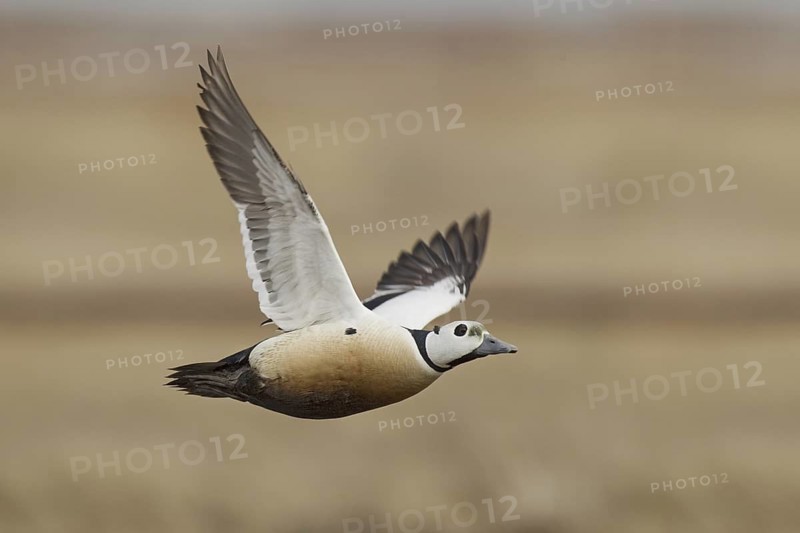 Steller's Eider (Polysticta stelleri) male flying, Alaska, USA