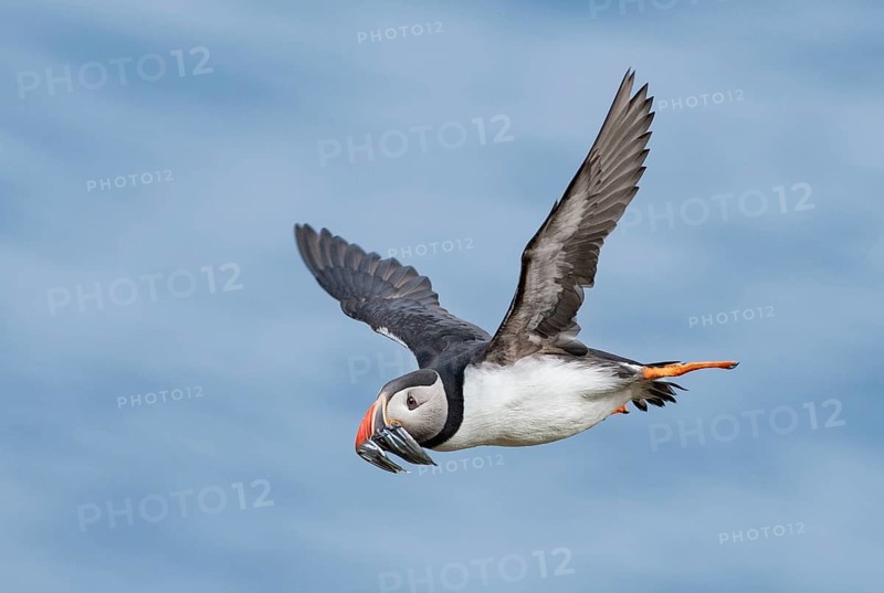 Atlantic Puffin (Fratercula arctica) flying with sandeels in beak, Iceland