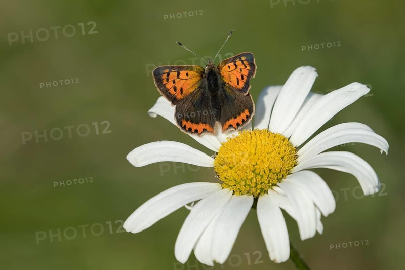Small copper butterfly (Lycaena phlaeas) adult insect resting on an Oxeye daisy flower in summer, Suffolk, England, United Kingdom