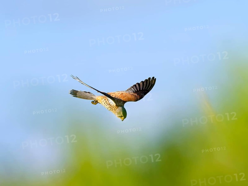 Kestrel, female Common Kestrel (Falco tinnunculus) in flight, searching for prey, Texel Island, Netherlands
