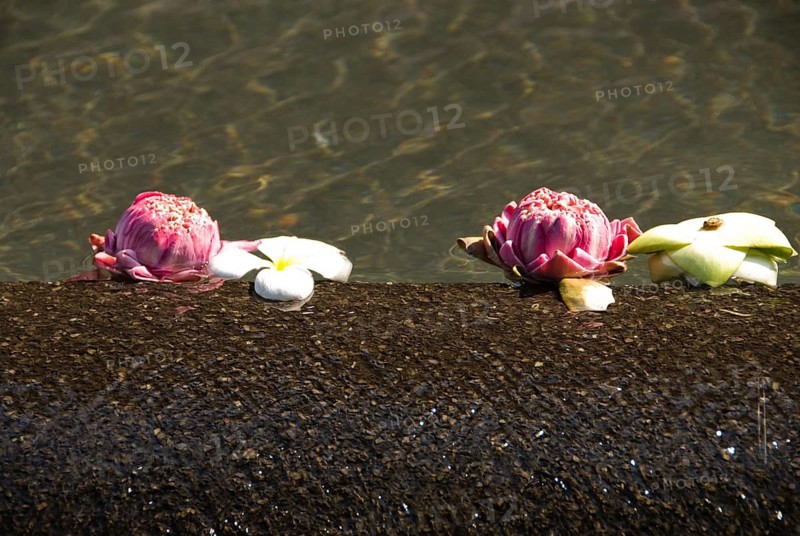 Lotus flowers, close-up view, flowers floating on water, Thailand, Siam, Asia, Southeast Asia