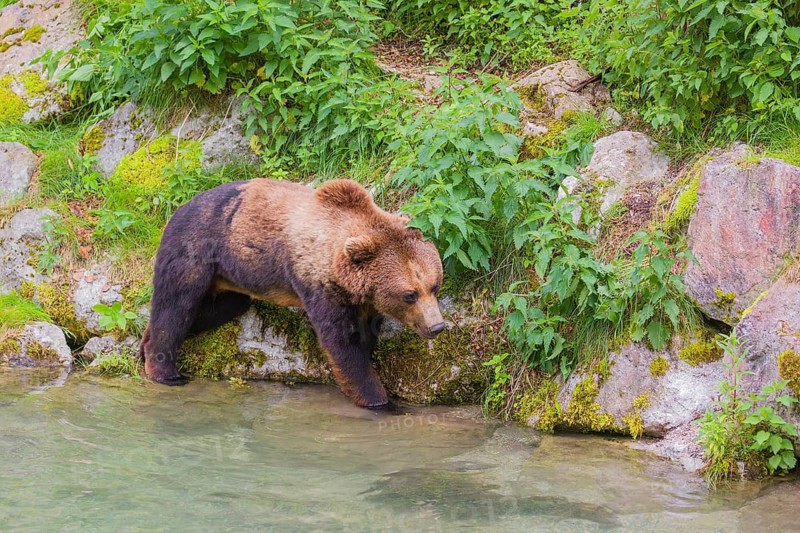 A young male Eurasian brown bear (Ursus arctos arctos) runs along the rocky shore of a small river