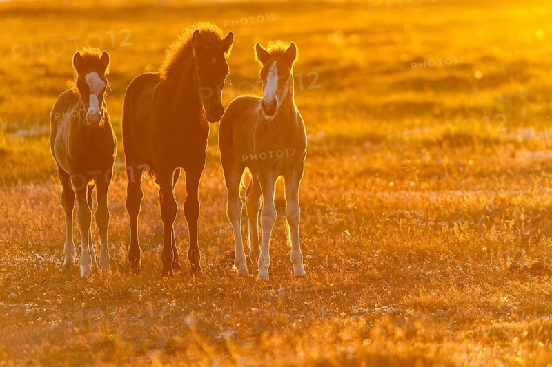 Three foals, Icelandic horses (Equus islandicus), in the light of the midnight sun, Hofsos or Hofsós, Skagafjörður, Norðurland, Iceland