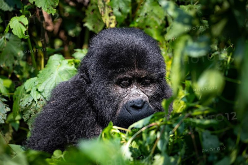 Mountain gorilla (Gorilla beringei beringei), among leaves, Bwindi Impenetrable Forest, Uganda