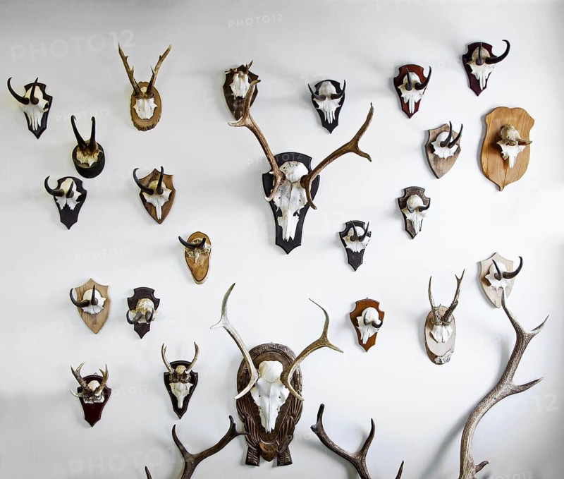 Mounted deer antlers and chamois horns hanging on a wall