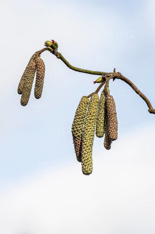 Hazelnut blossoms (Corylus avellana), Emsland, Lower Saxony, Germany