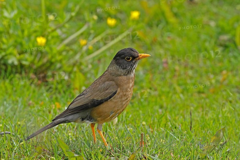 Austral Thrush (Turdus falcklandii), Tierra del Fuego, Argentina