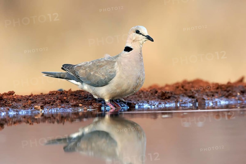 Coot Pigeon (Streptopelia capicola), Cape Pigeon, adult, at the water, Kruger National Park, Kruger National Park, Krugerpark, South Africa
