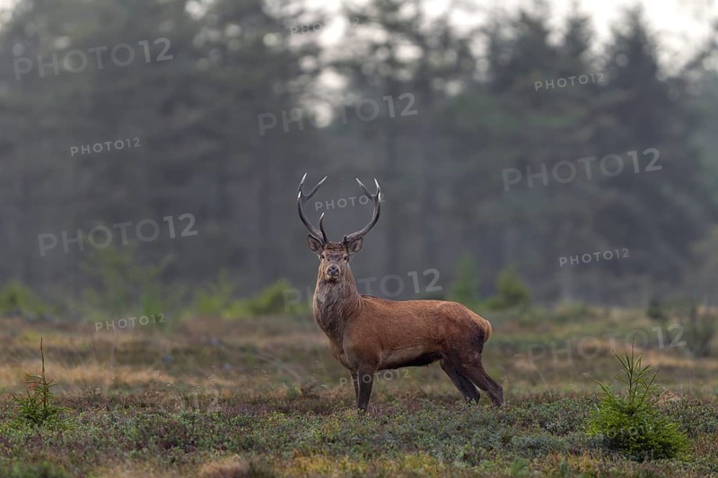 A red deer (Cervus elaphus) stands alone in a large forest clearing, shortly in front of its herd has followed another deer into the forest, rutting season, rutting, September, Denmark