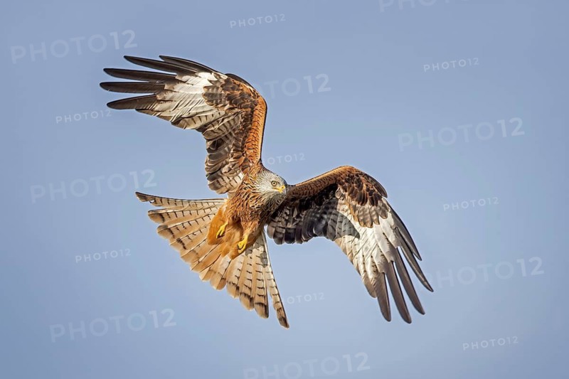 Red Kite (Milvus milvus) flying, Saxony-Anhalt, Germany