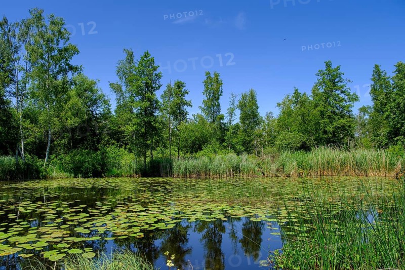 Wurzacher Ried, Bad Wurzach, Upper Swabia, Swabia, Baden-Württemberg, Germany