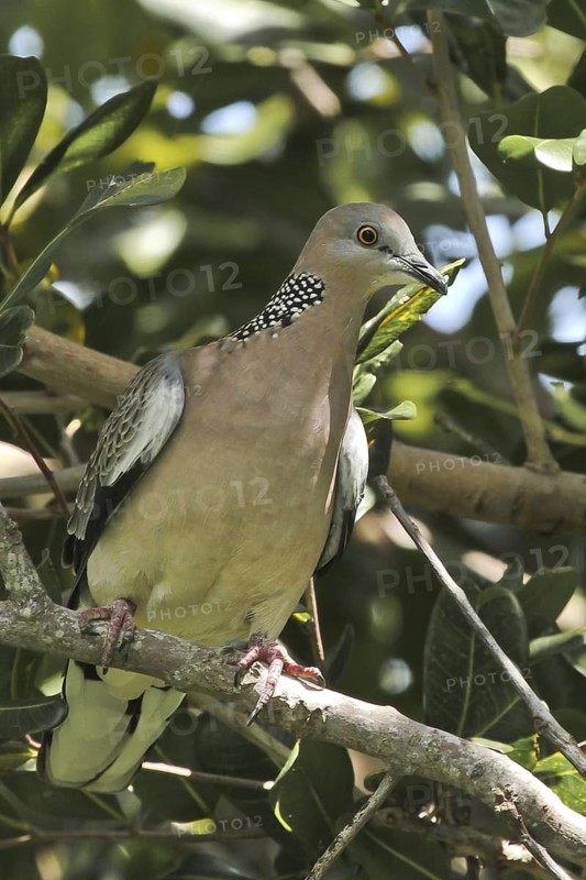 Spotted Dove (Spilopelia chinensis), Queensland, Australia
