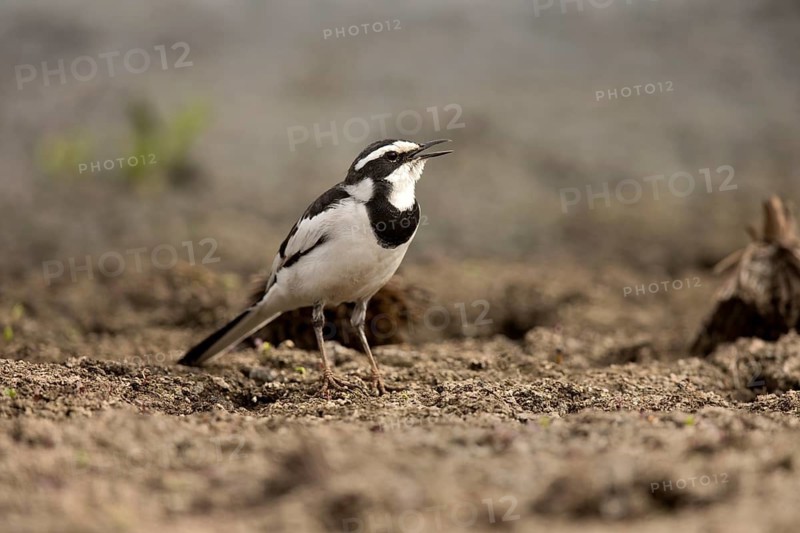African Pied Wagtail (Motacilla aguimp), Ethiopia