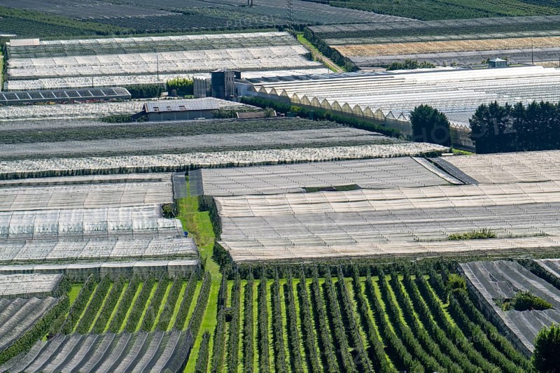 Apple-growing area and wine-growing, in the Adige Valley, South Tyrol, large areas under cultivation, in South Tyrol over 18, 400 hectares, cultivated by over 7000 fruit growers, during the harvest season, Italy