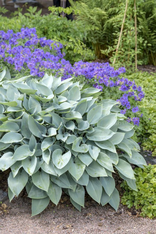 Funkia (Hosta 'Halcyon'), Botanical Garden, Gothenburg, Västra Götalands län, Sweden