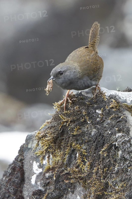 Puna Tapaculo (Scytalopus simonsi) perched on a rock in Bolivia, South America