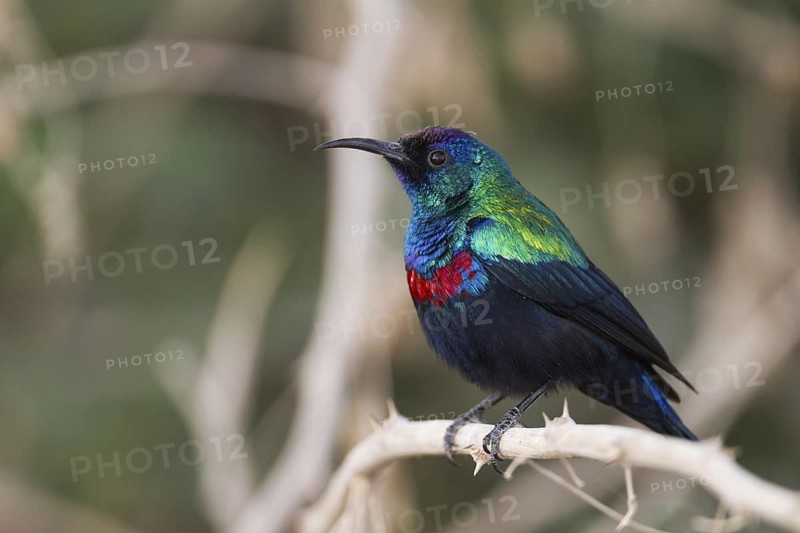 Shining Sunbird (Cinnyris habessinicus) male, Oman