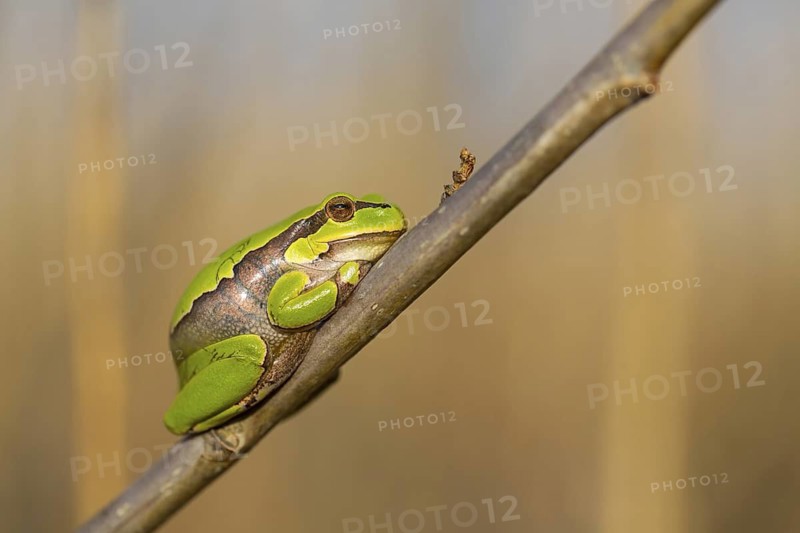 European tree frog, (Hyla arborea), frog, frog family, Lake Neusiedl, Illmitz, Burgenland, Austria