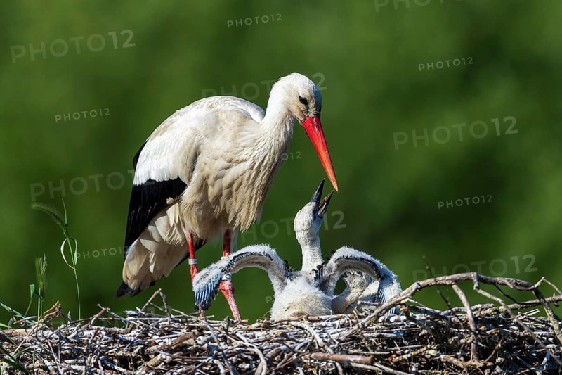 Stork interacting with chick spreading its wings, white stork (Ciconia ciconia), wildlife, Germany