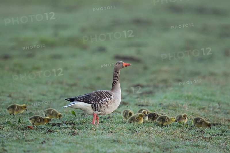 Greylag Goose (Anser anser) with chicks, Netherlands