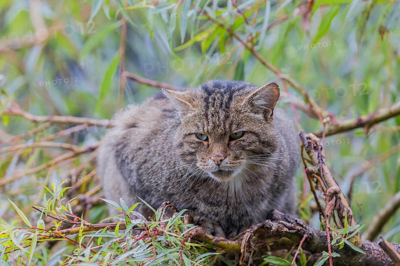 One European wildcat, Felis silvestris silvestris, resting in a green weeping willow tree. Green leaves all around