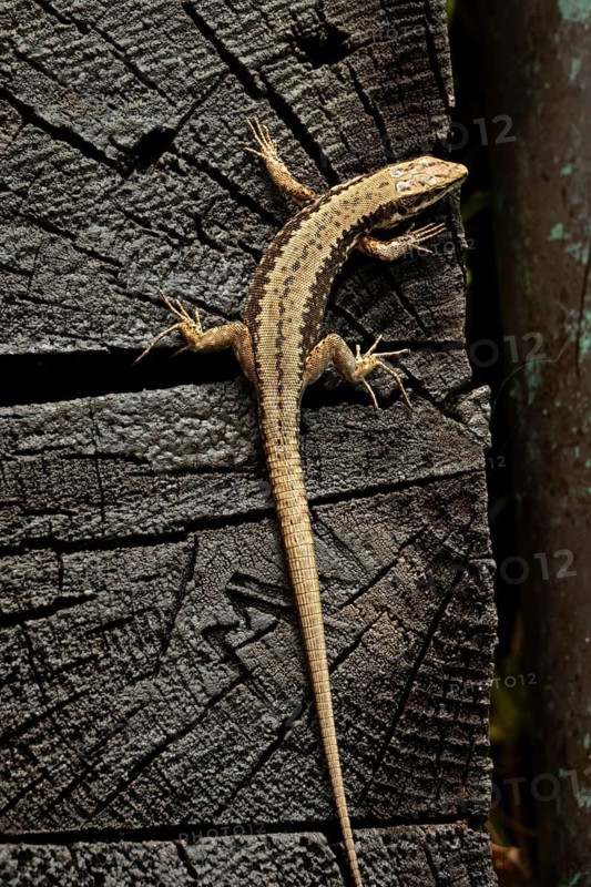Common wall lizard (Podarcis muralis), wood, Carinthia