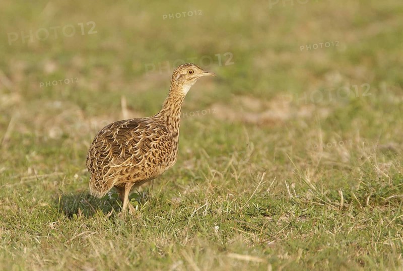 Spotted Nothura (Nothura maculosa), Corrientes, Argentina
