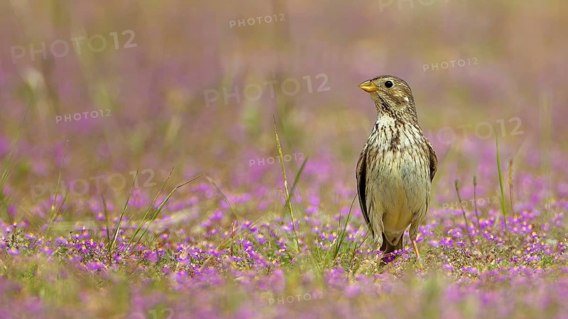 Corn Bunting (Emberiza calandra) in natural habitat, flowering dry grassland, Monfragüe National Park, Villareal de San Carlos, Spain