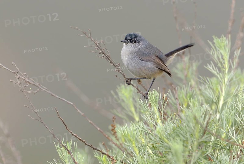 California Gnatcatcher Male (Polioptila californica) Rancho Palos Verdes, California