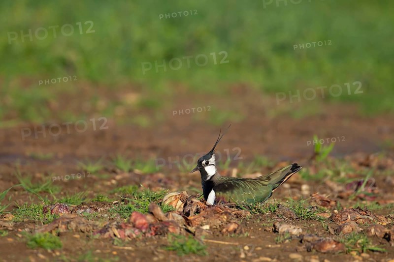 Northern lapwing (Vanellus vanellus) adult bird sitting on a nest in a farmland field, England, United Kingdom