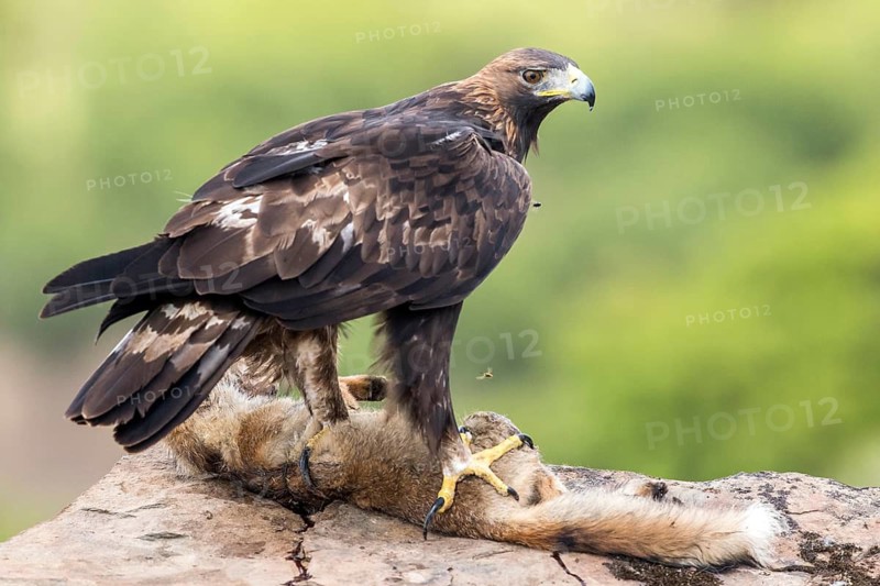 Golden Eagle (Aquila chrysaetos) female feeding on red fox carcass, Andalusia, Spain