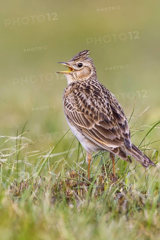 Eurasian Skylark (Alauda arvensis) singing in field, Gorski kotar, Croatia