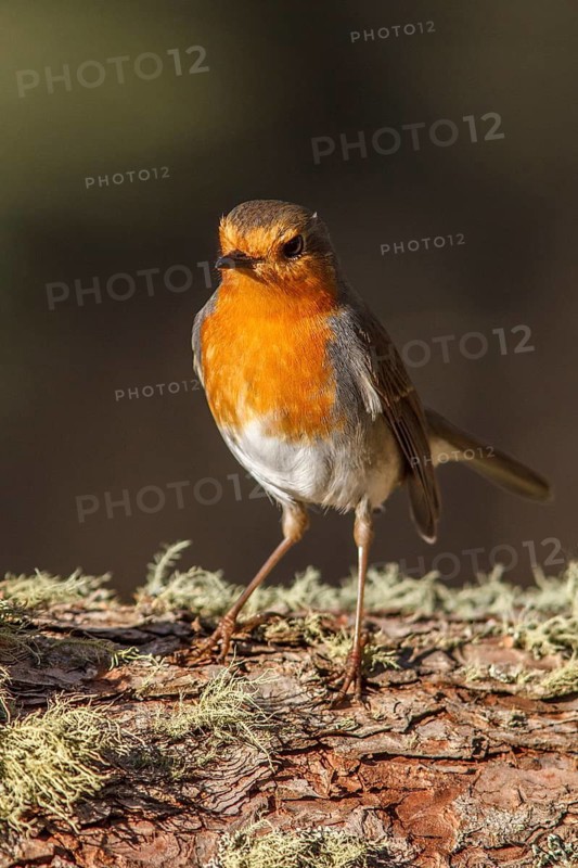 European Robin (Erithacus rubecula) perched on a trunk, Galicia, Spain
