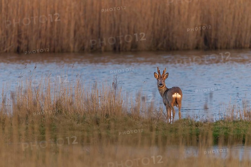 A roebuck (Capreolus capreolus) standing on the shore of a lake, evening light, April, Germany