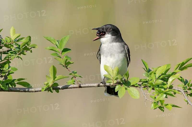 Eastern Kingbird (Tyrannus tyrannus) eating a berry, Texas, USA
