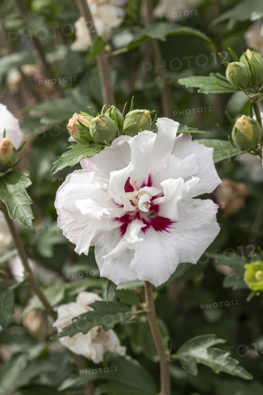 Garden marshmallow (Hibiscus syriacus 'Speciosus'), Anchers Havecenter, Ellerhoop-Thiensen, Schleswig-Holstein, Germany