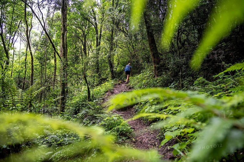 Tourist hiking through pristine mountain forest, Ukhahlamba-Drakensberg Park, KwaZulu-Natal, Drakensberg Mountains, South Africa