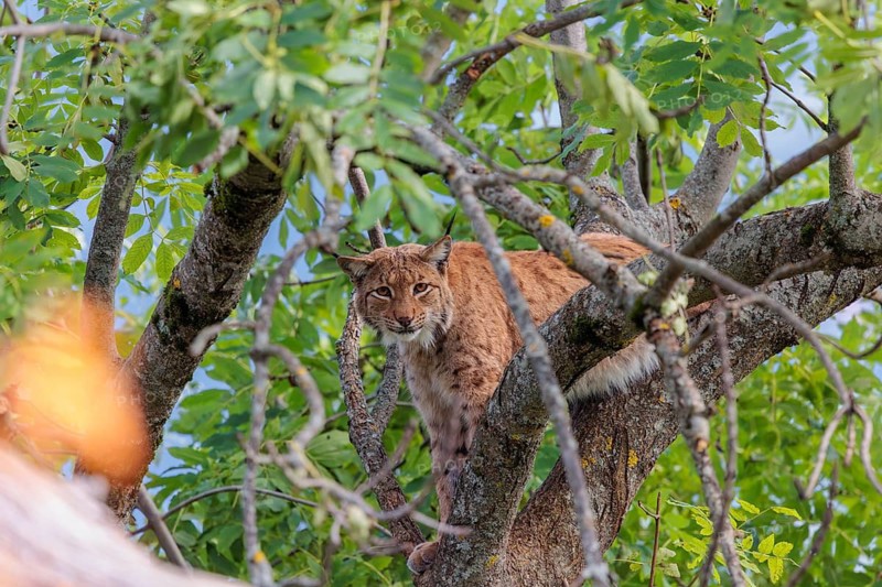 A Eurasian lynx (Lynx lynx) sits high up in a tree on a sunny day and looks towards the camera