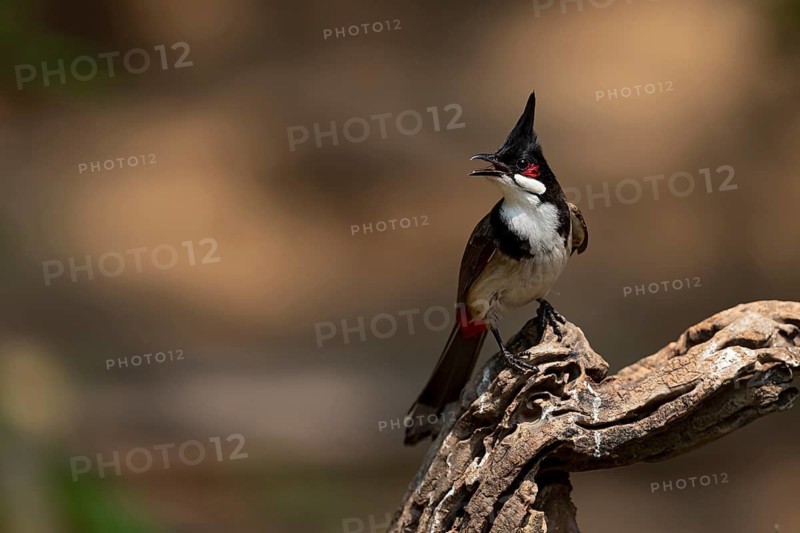 Red-whiskered Bulbul (Pycnonotus jocosus hainanensis), Yunnan, China