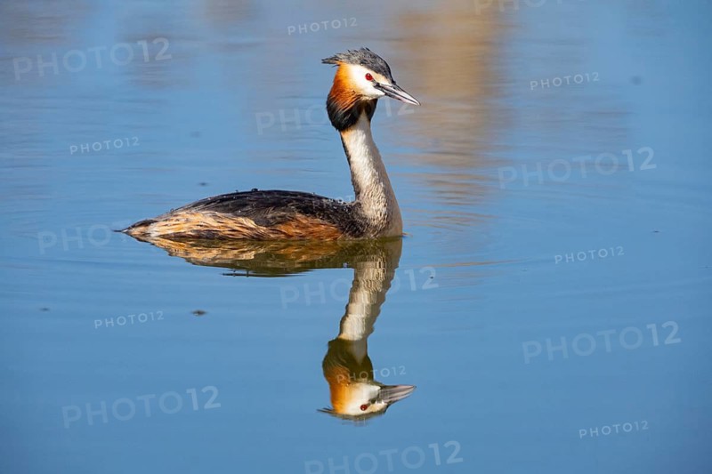 Great Crested Grebe (Podiceps cristatus) Germany