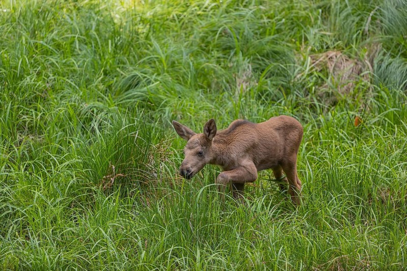 One baby moose or elk, Alces alces, (19 days old, born May 8, 2020) walking through tall fresh green grass