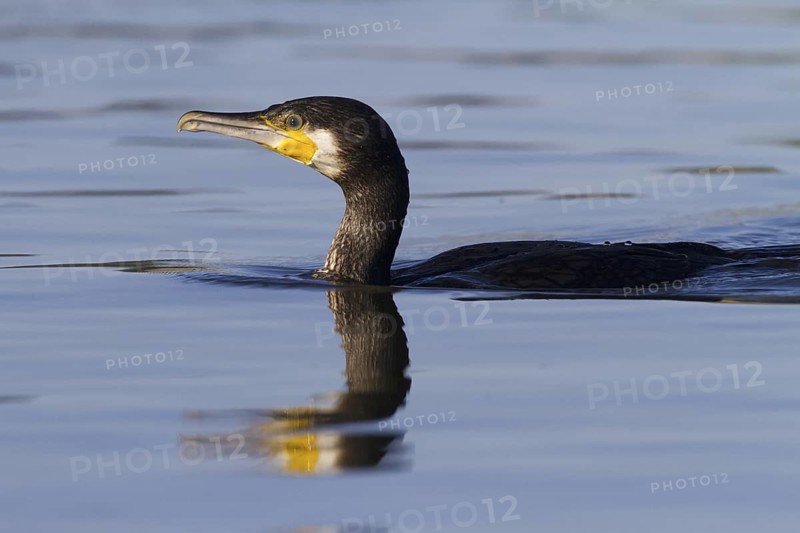 Great Cormorant (Phalacrocorax carbo), Madrid, Spain