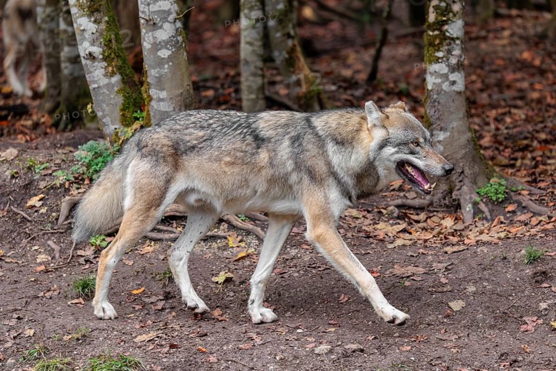 An adult male grey wolf (Canis lupus lupus) runs along the edge of the forest on an overcast day