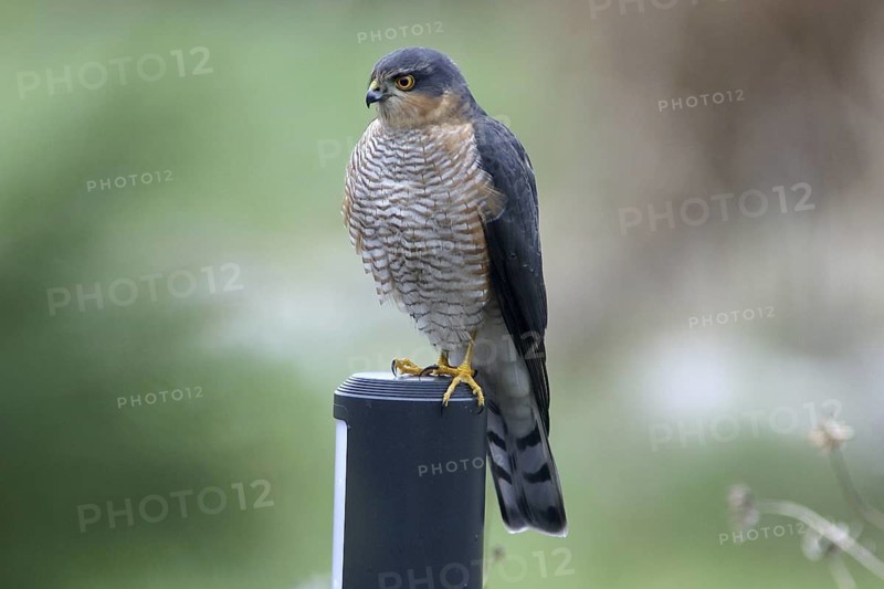 Eurasian Sparrowhawk (Accipiter nisus) male perched on a garden lamp, Mecklenburg-Western Pomerania, Germany