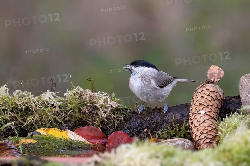 Swamp ice (Poecile palustris), Austria, Upper Austria
