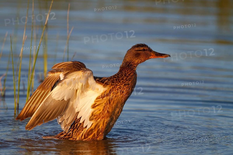 Mallard (Anas platyrhynchos) female flapping its wings, Mallorca, Spain