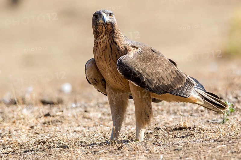 Bonelli's Eagle (Aquila fasciata) juvenile on ground, Andalusia, Spain