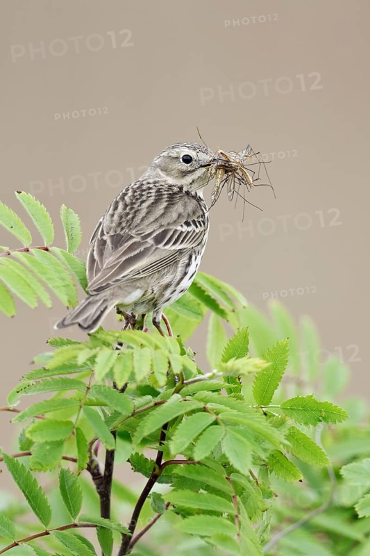Meadow Pipit (Anthus pratensis) perched on a branch with insects in its beak, Netherlands