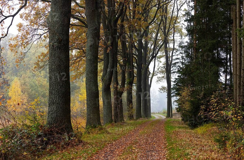 Oak avenue with morning mist in autumn, Gmünd, Waldviertel, Lower Austria, Austria