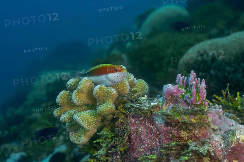 A black-sided hawkfish rests within branching coral in the Maldives, blending with its surroundings while its red spots and yellow body stand out against the reef